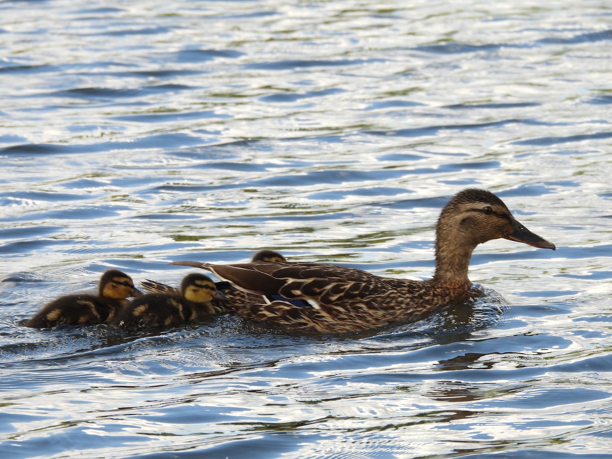 Canard colvert - ML620496081