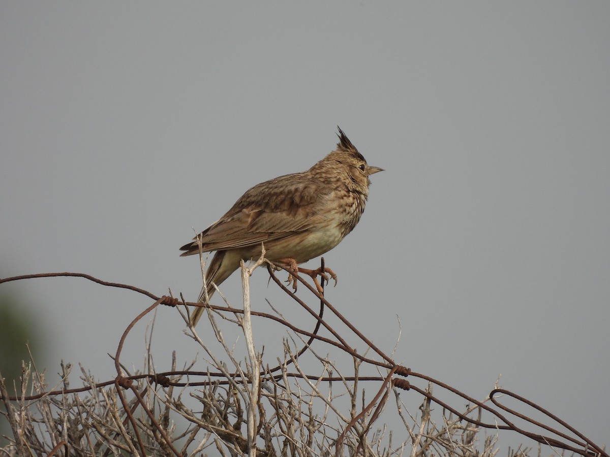 Cochevis huppé - ML620496083