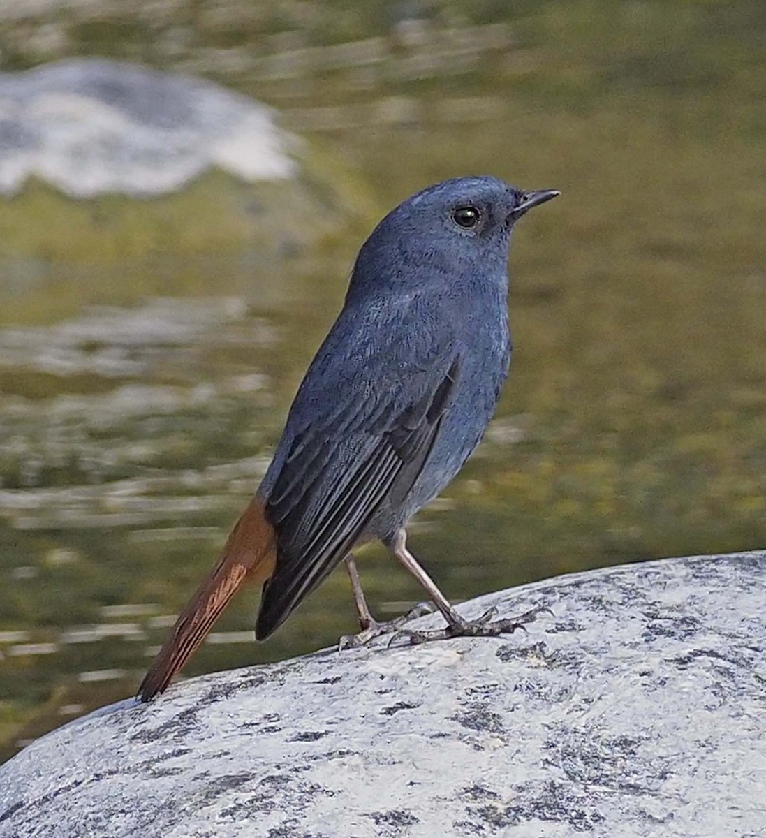 Plumbeous Redstart - ML620496085