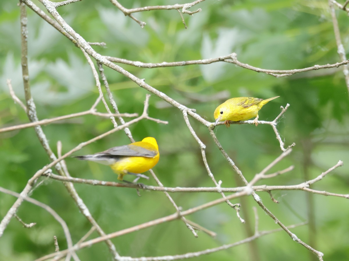 Yellow Warbler - ML620496087