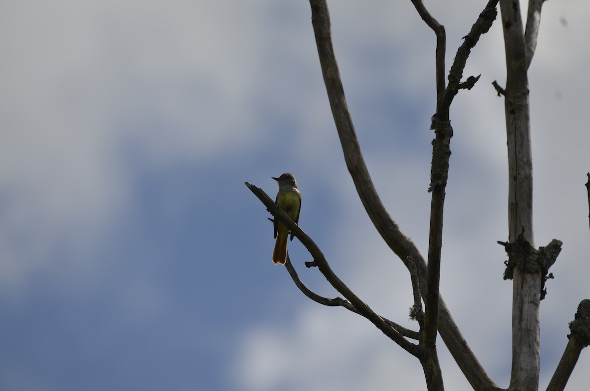 Great Crested Flycatcher - ML620496090