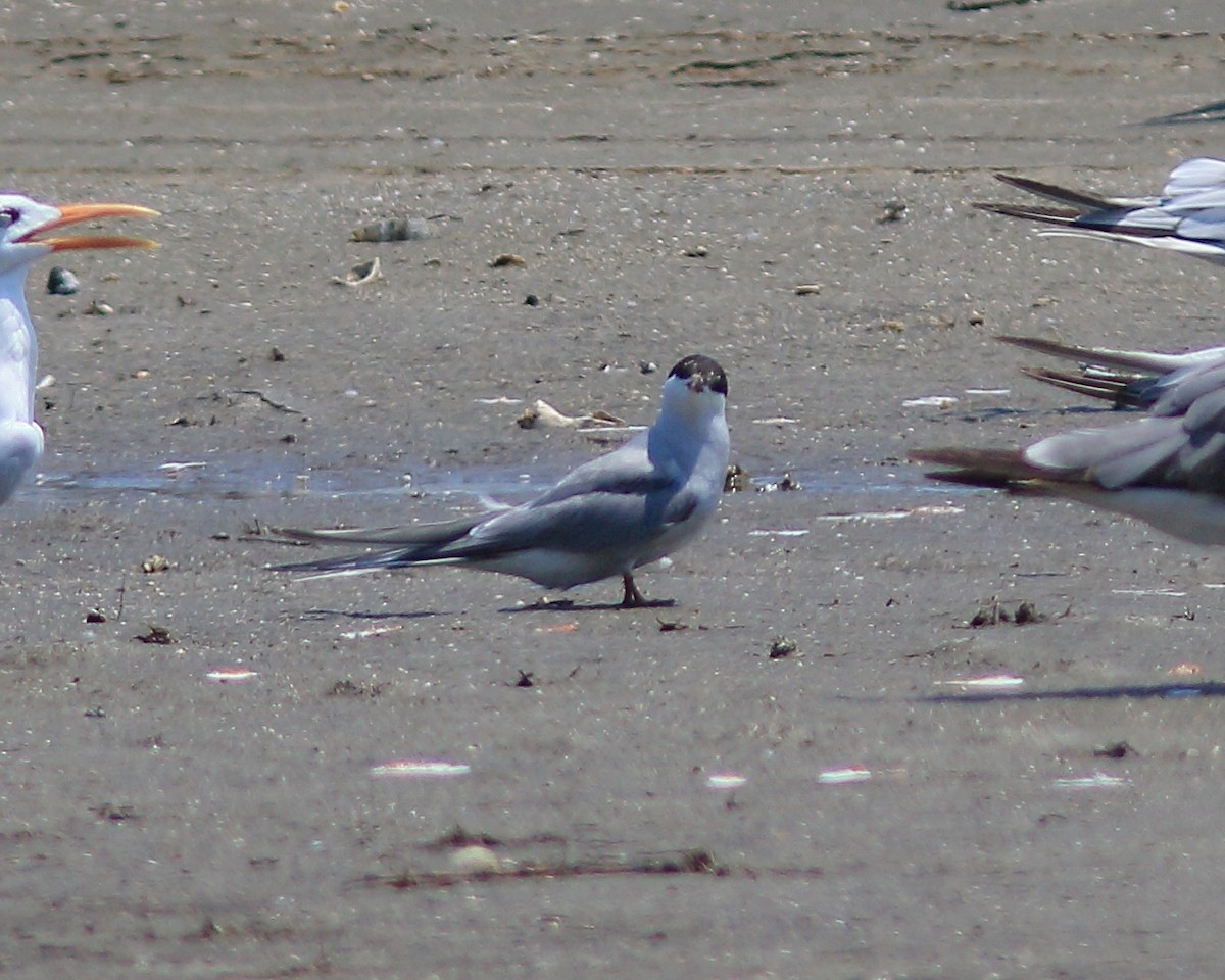 Arctic Tern - ML620496097