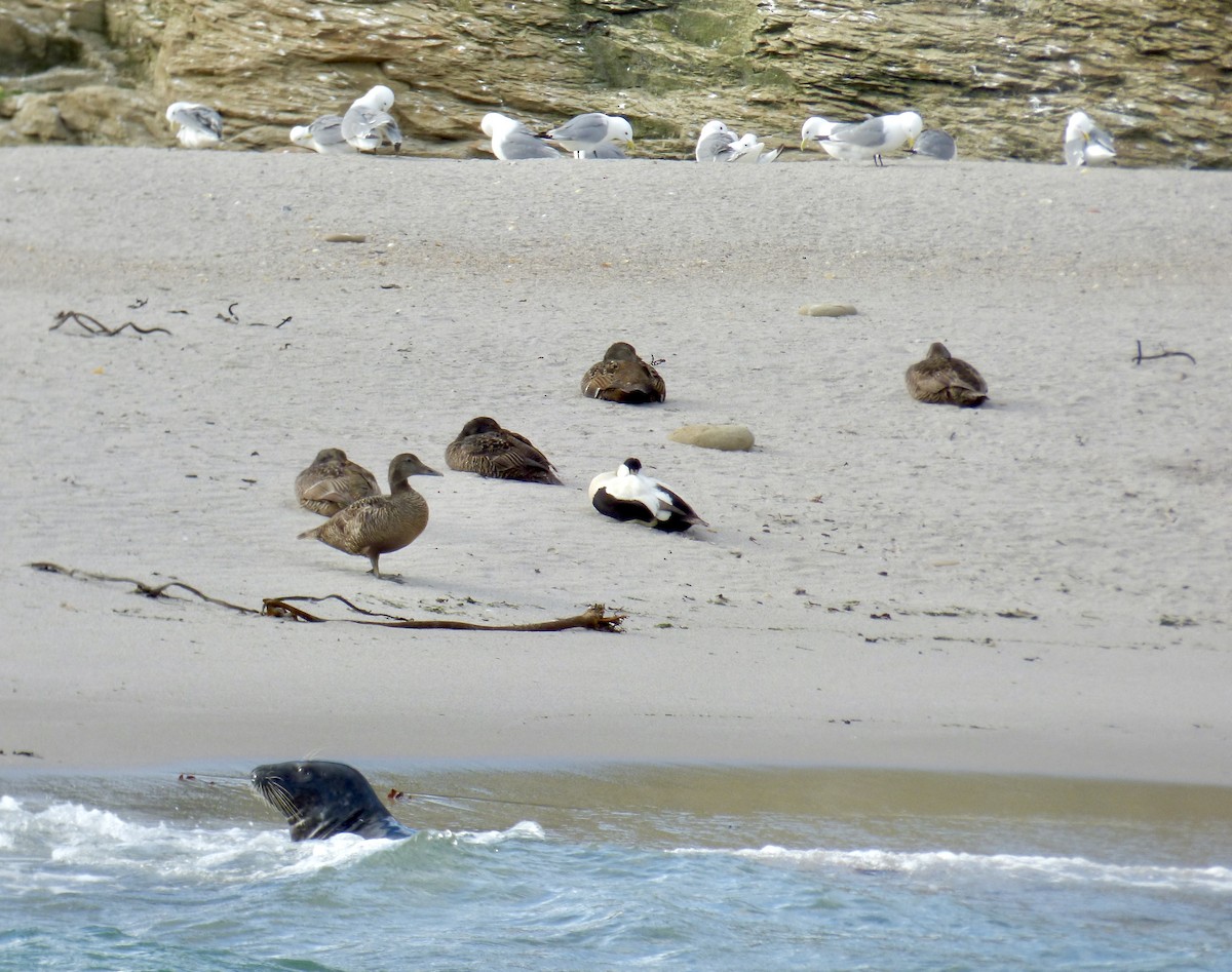 Common Eider - Rich Bayldon