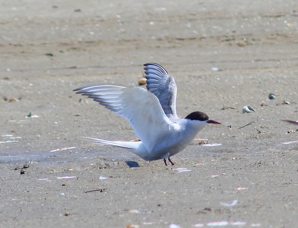 Arctic Tern - ML620496107