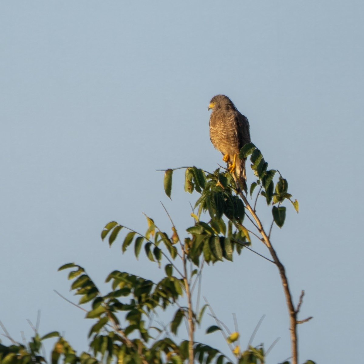 Roadside Hawk - ML620496109