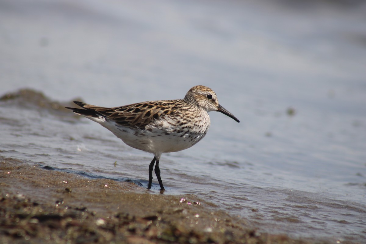 Weißbürzel-Strandläufer - ML620496110