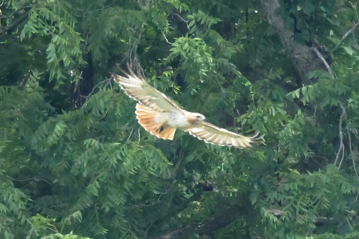 Red-tailed Hawk - Charlie Arp