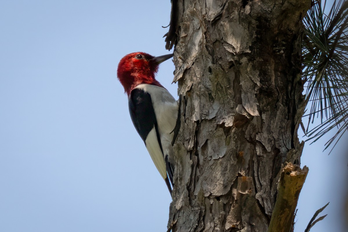Red-headed Woodpecker - ML620496114