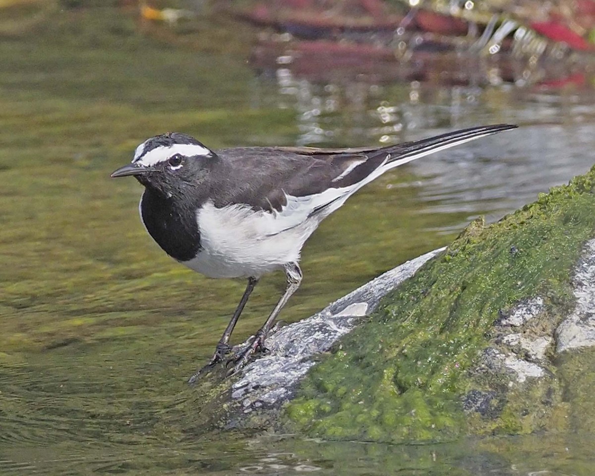 White-browed Wagtail - Tony Conway