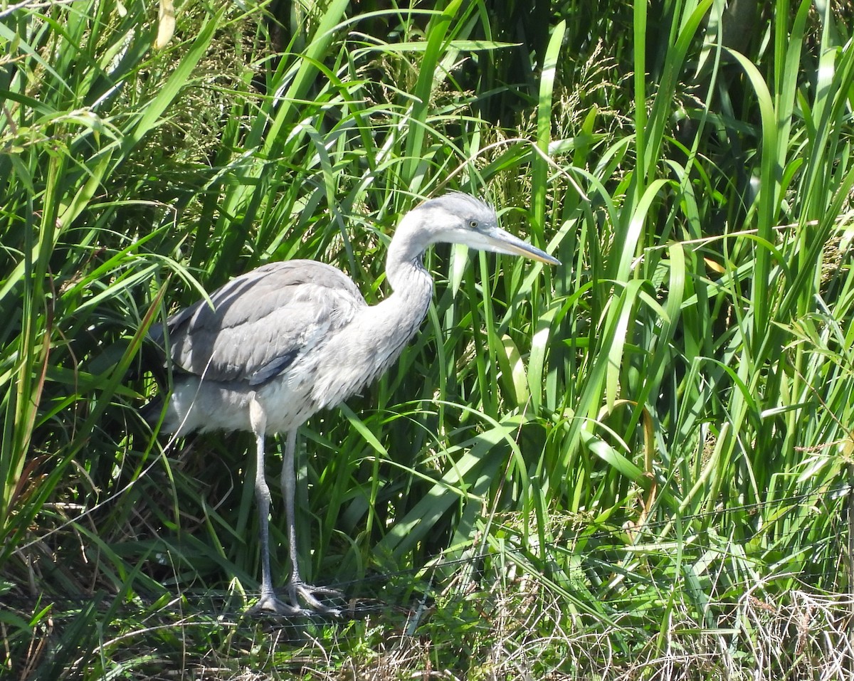 Gray Heron - ML620496121