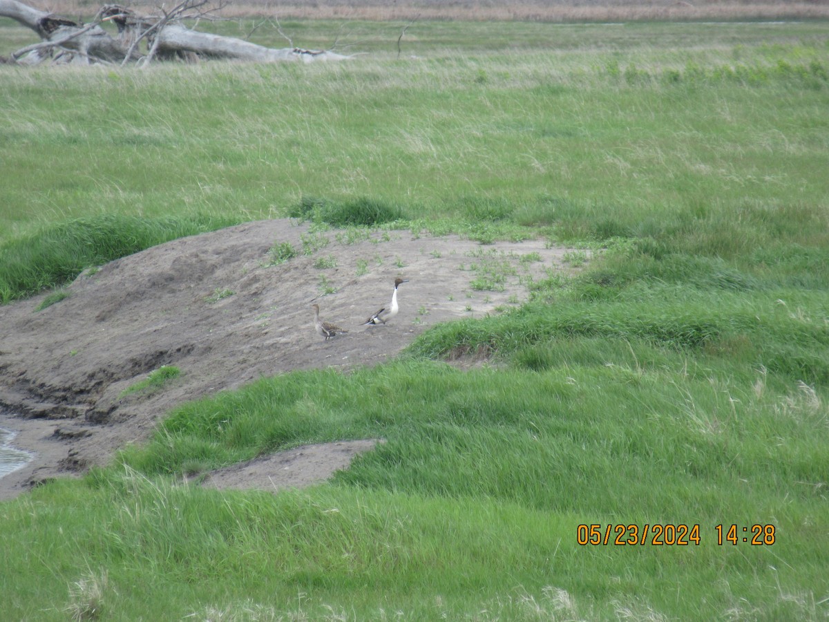 Northern Pintail - ML620496125