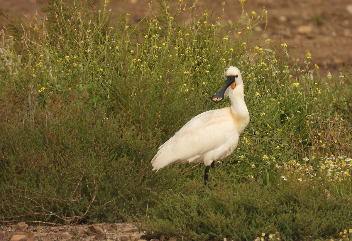 Eurasian Spoonbill - Juan antonio Perez Sanchez