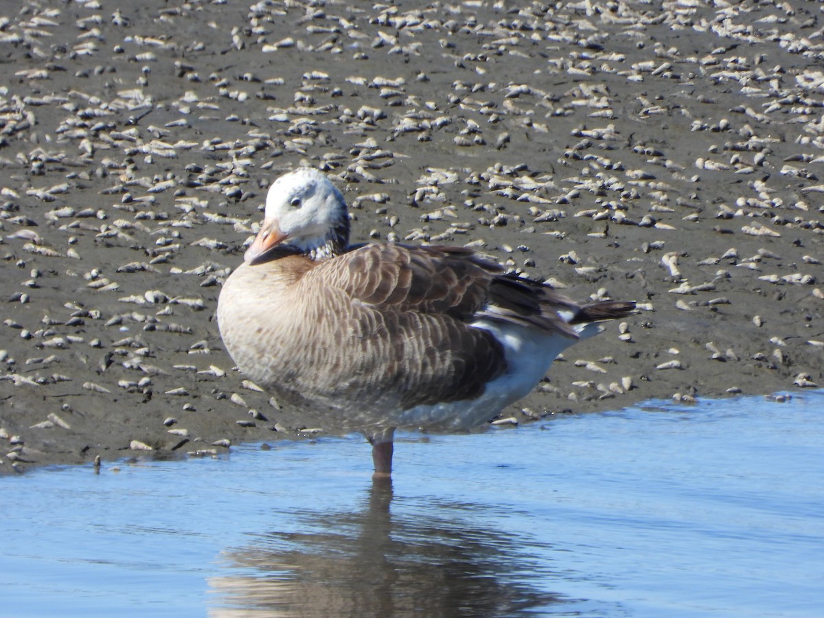 Domestic goose sp. x Canada Goose (hybrid) - ML620496131