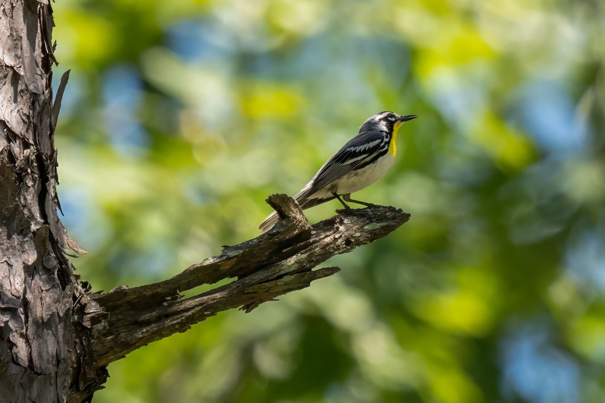 Yellow-throated Warbler - ML620496132