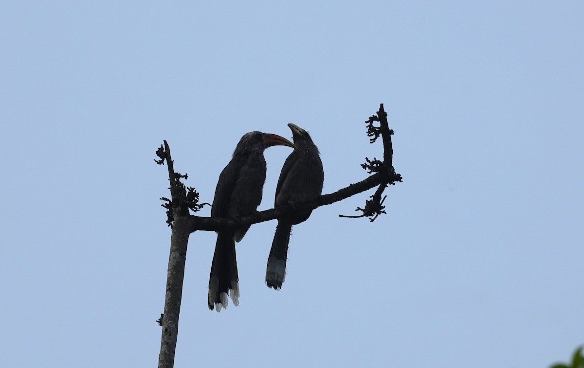 Malabar Gray Hornbill - ML620496136