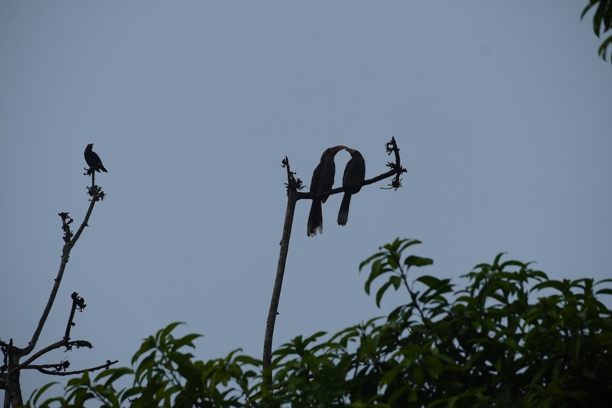 Malabar Gray Hornbill - Selvaganesh K