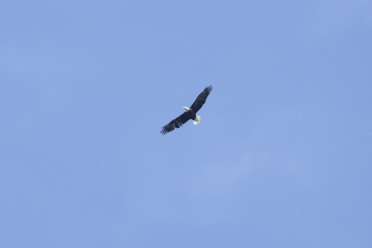 Bald Eagle - ML620496143