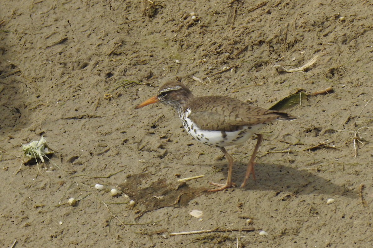 Spotted Sandpiper - ML620496146