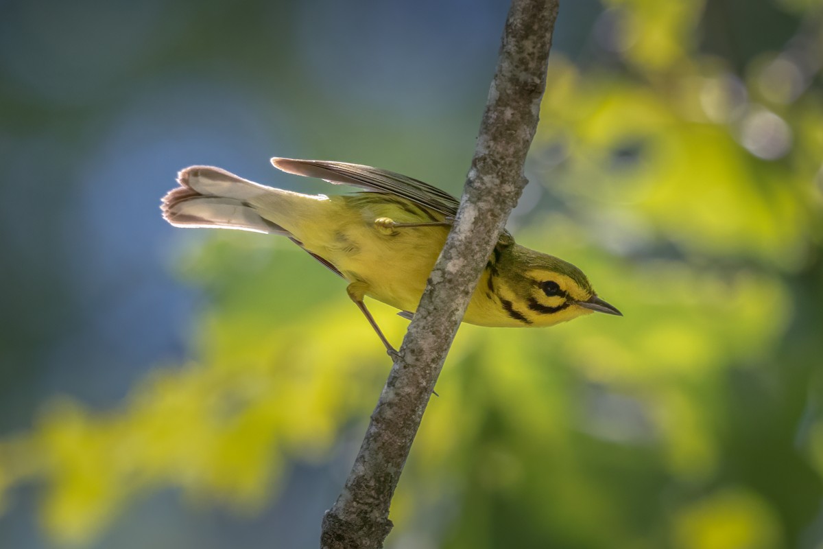 Prairie Warbler - ML620496149