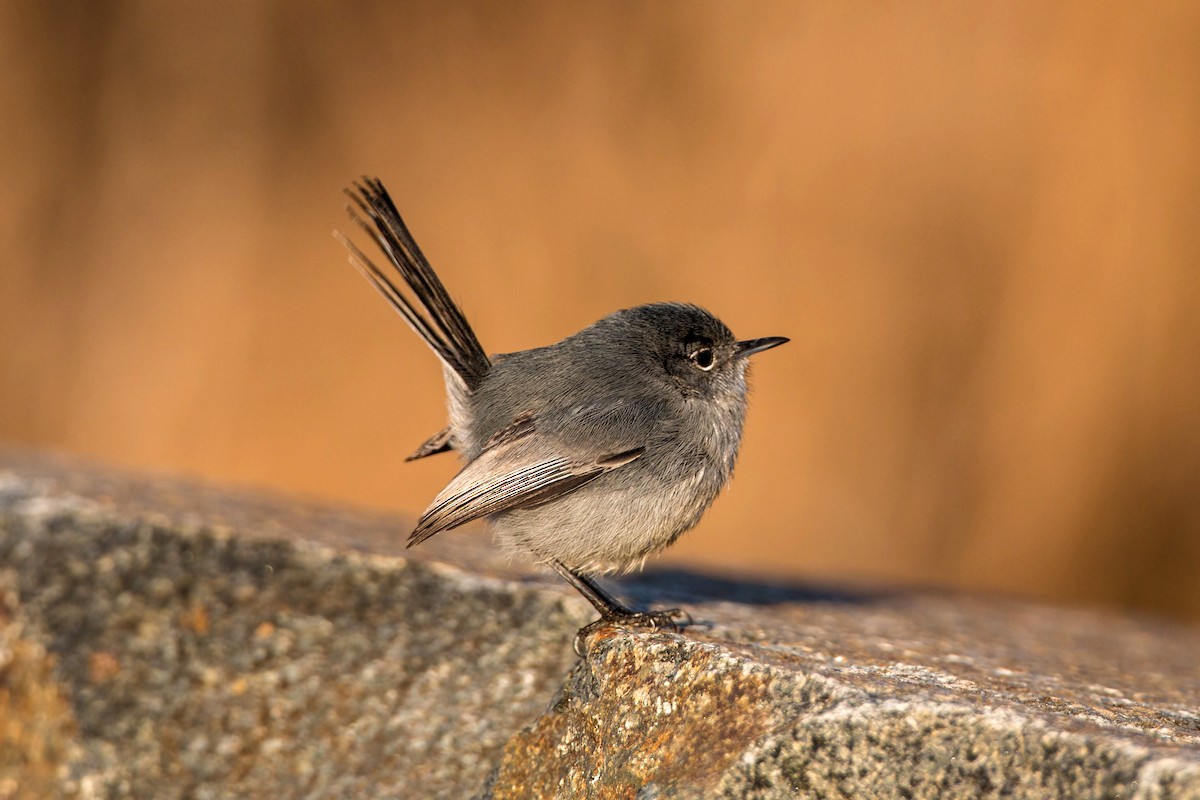 California Gnatcatcher - William Clark