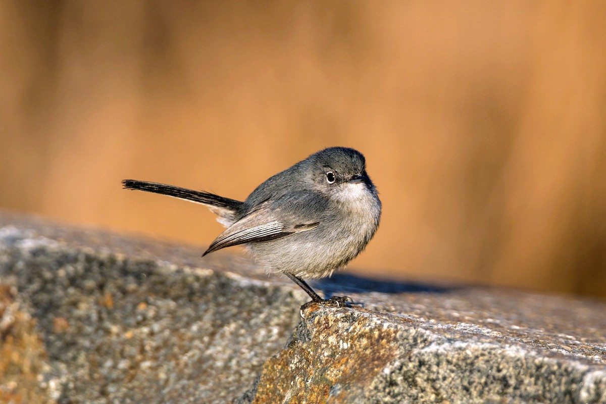 California Gnatcatcher - ML620496154