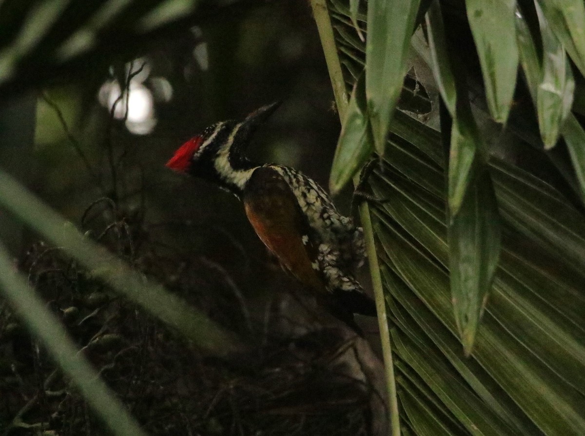 Black-rumped Flameback - ML620496158