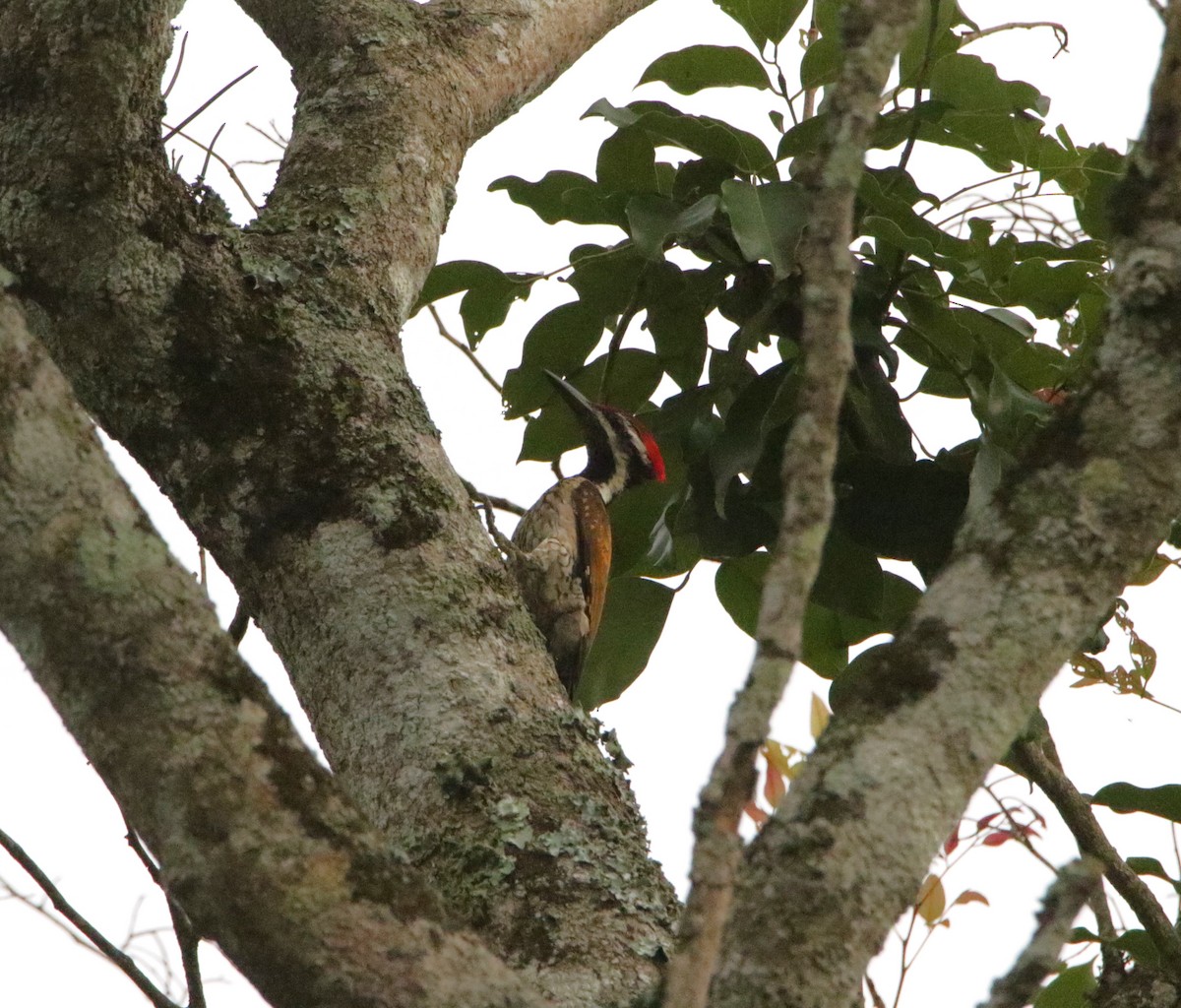 Black-rumped Flameback - ML620496159