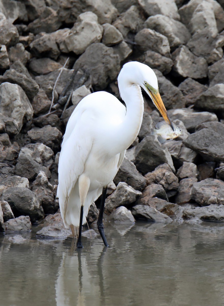 Great Egret - ML620496162