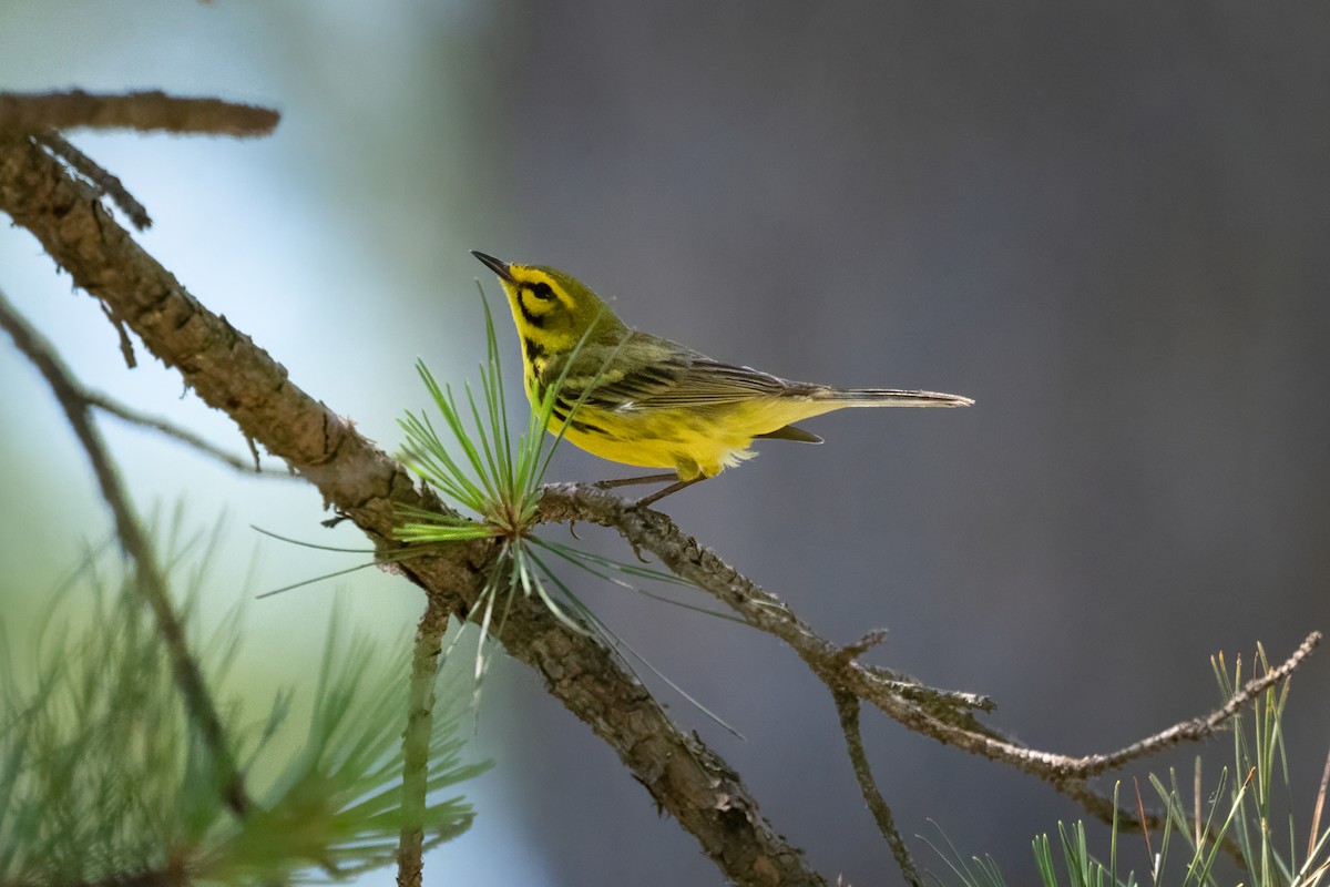 Prairie Warbler - ML620496163