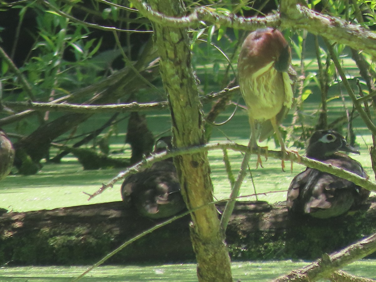 Green Heron - ML620496169