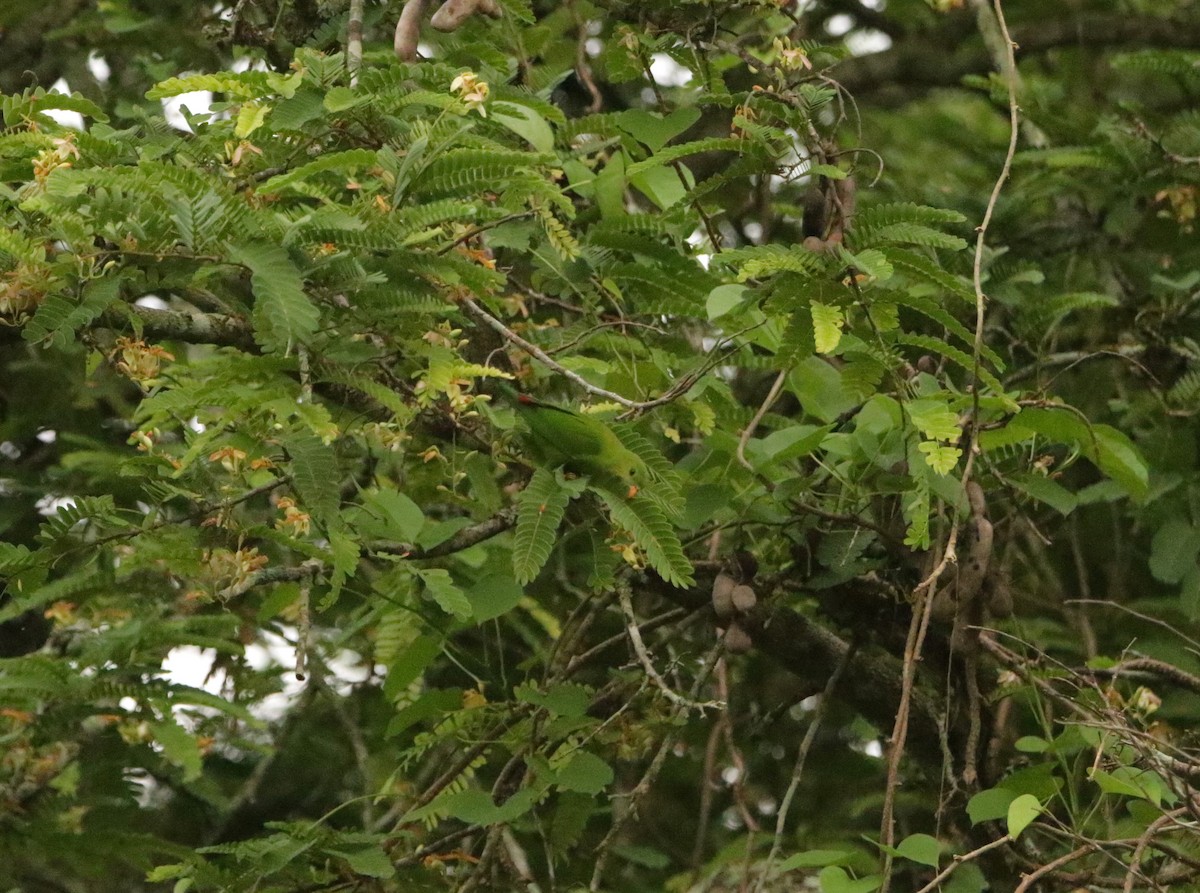 Vernal Hanging-Parrot - ML620496171