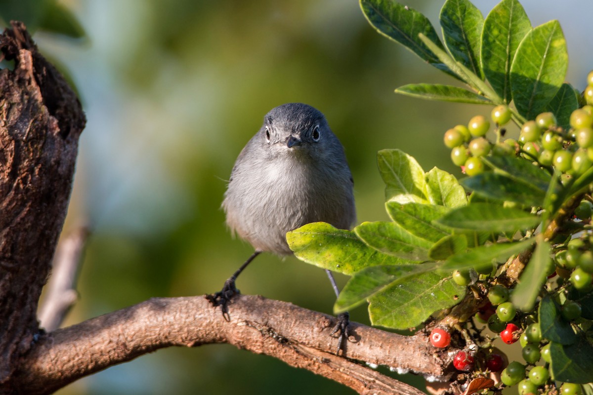 California Gnatcatcher - ML620496172