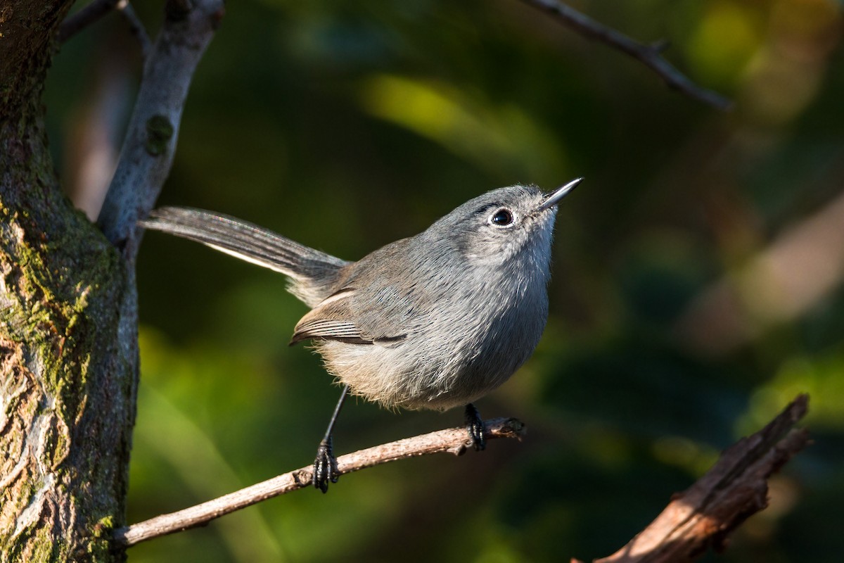 California Gnatcatcher - ML620496175