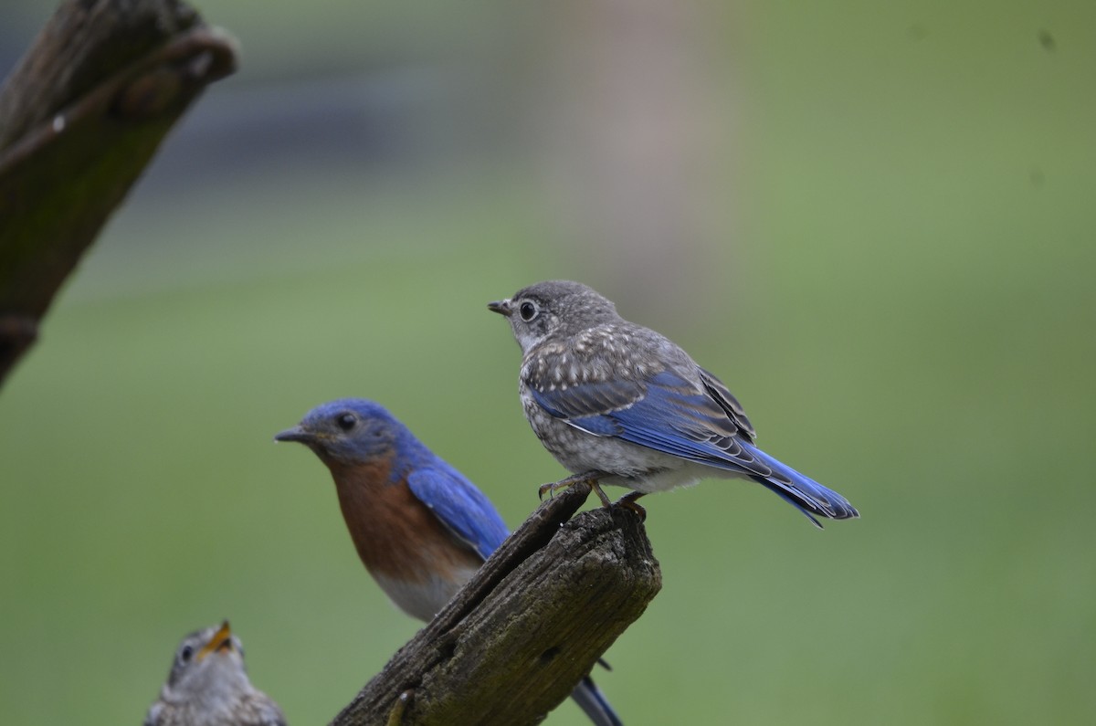 Eastern Bluebird - Noah Spencer