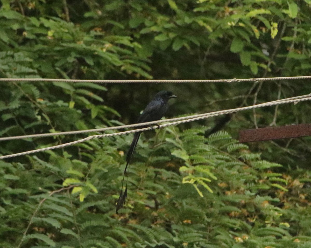 Greater Racket-tailed Drongo - ML620496177