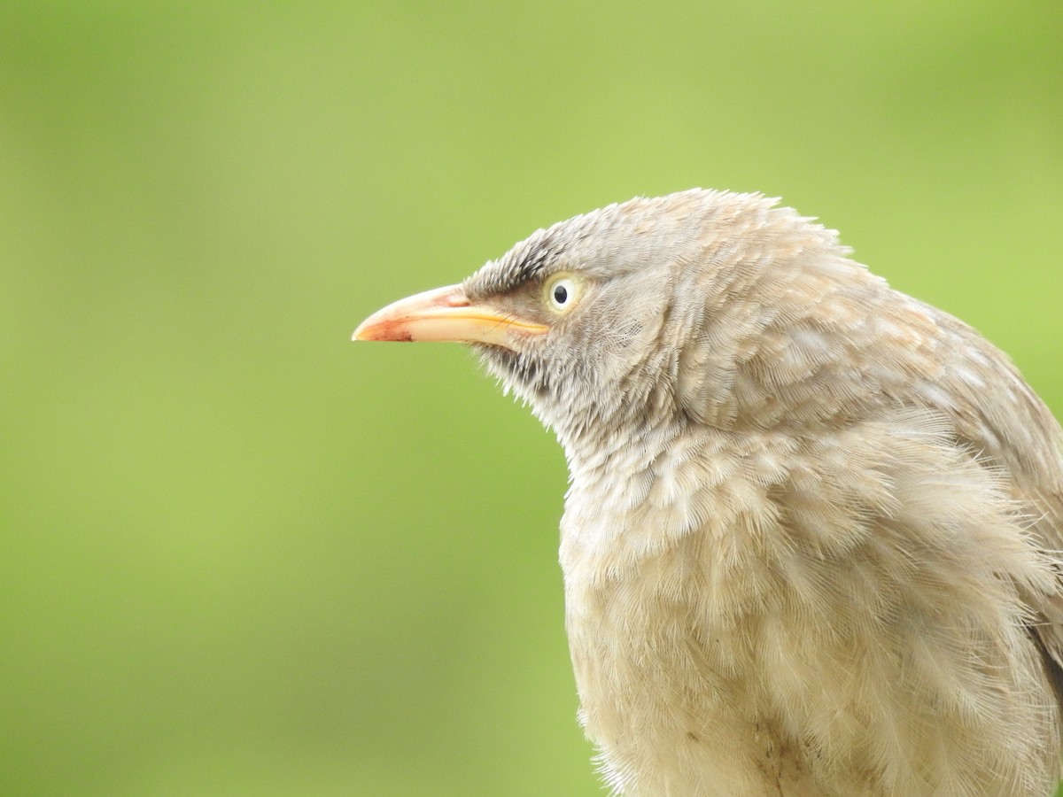 Jungle Babbler - ML620496182