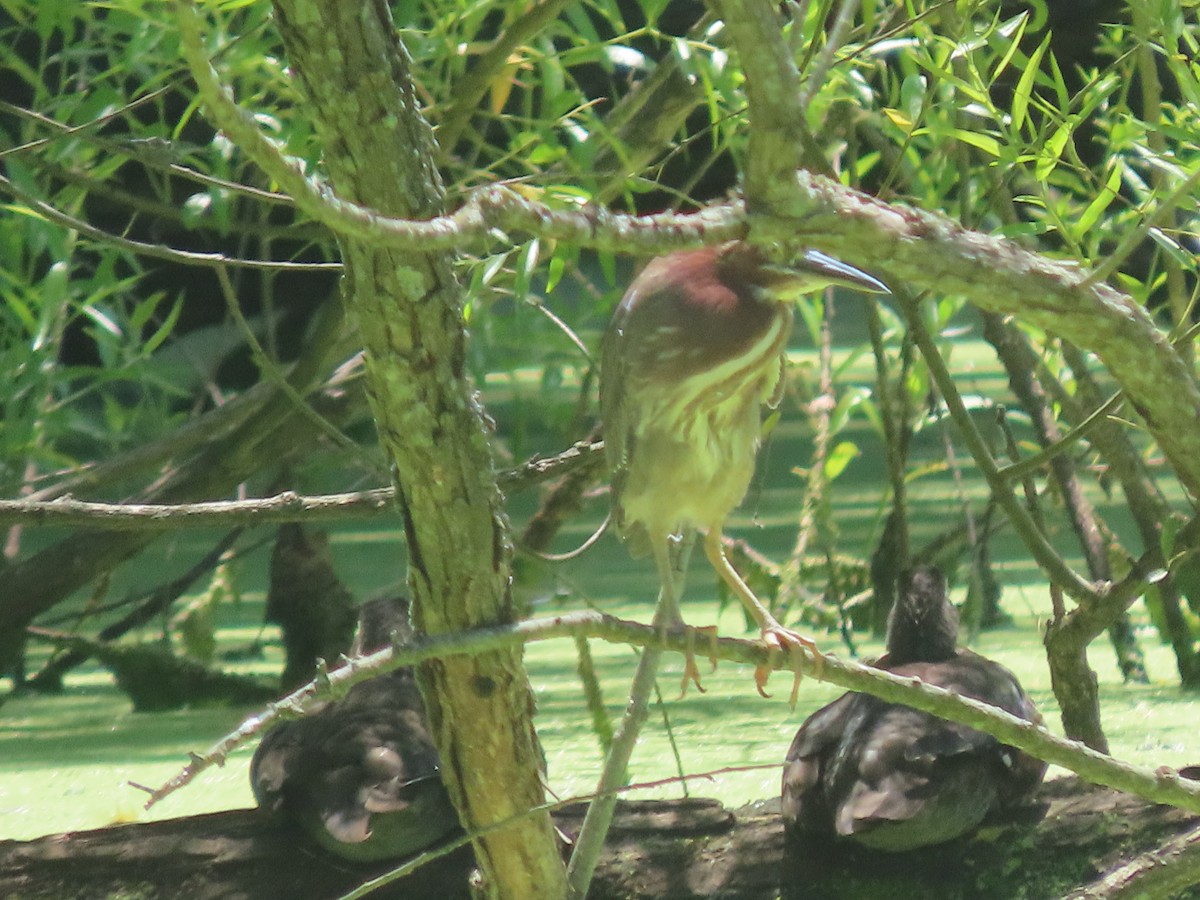 Green Heron - ML620496184