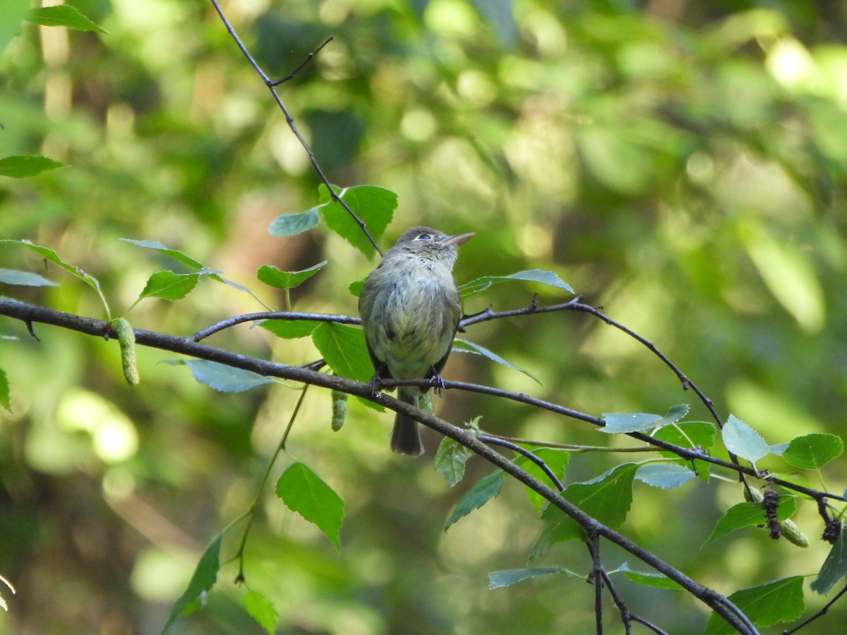 Western Flycatcher - ML620496186