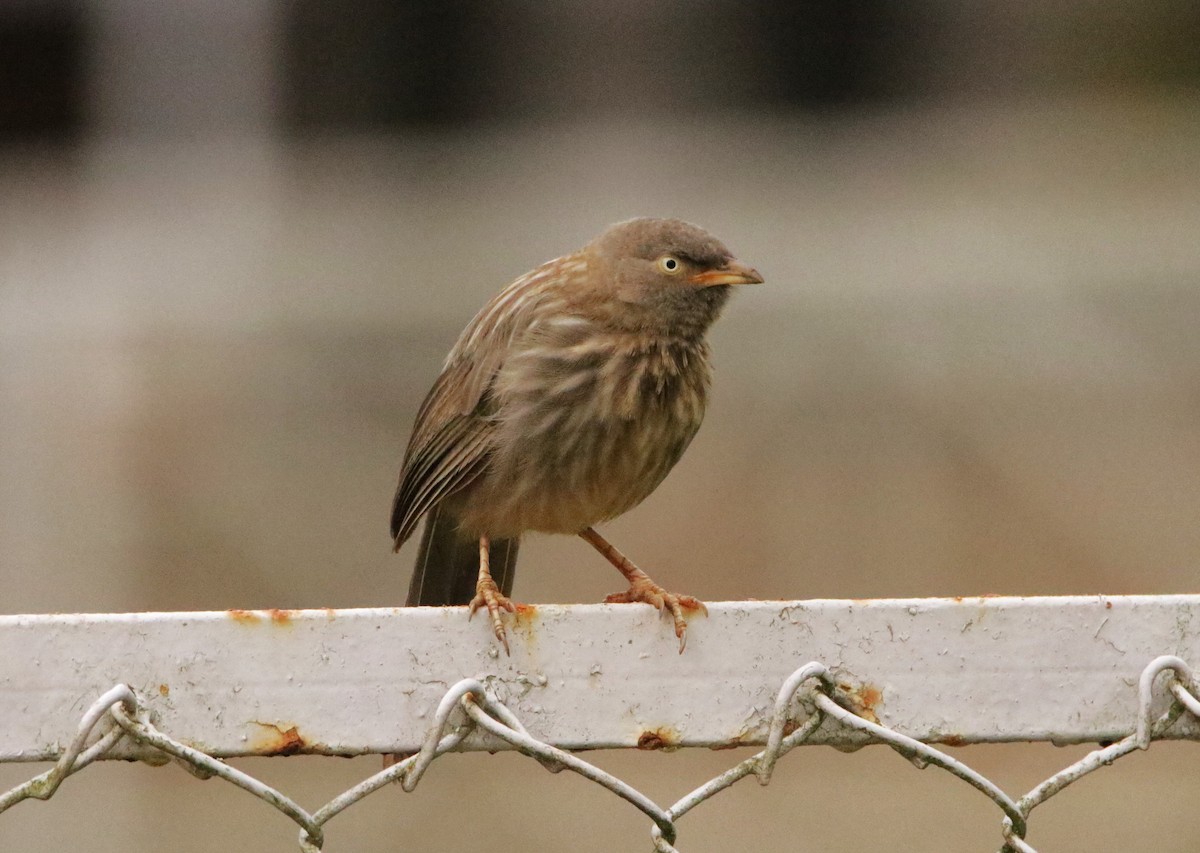 Jungle Babbler - ML620496188