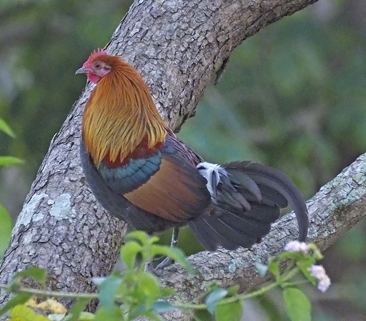 Red Junglefowl - ML620496189