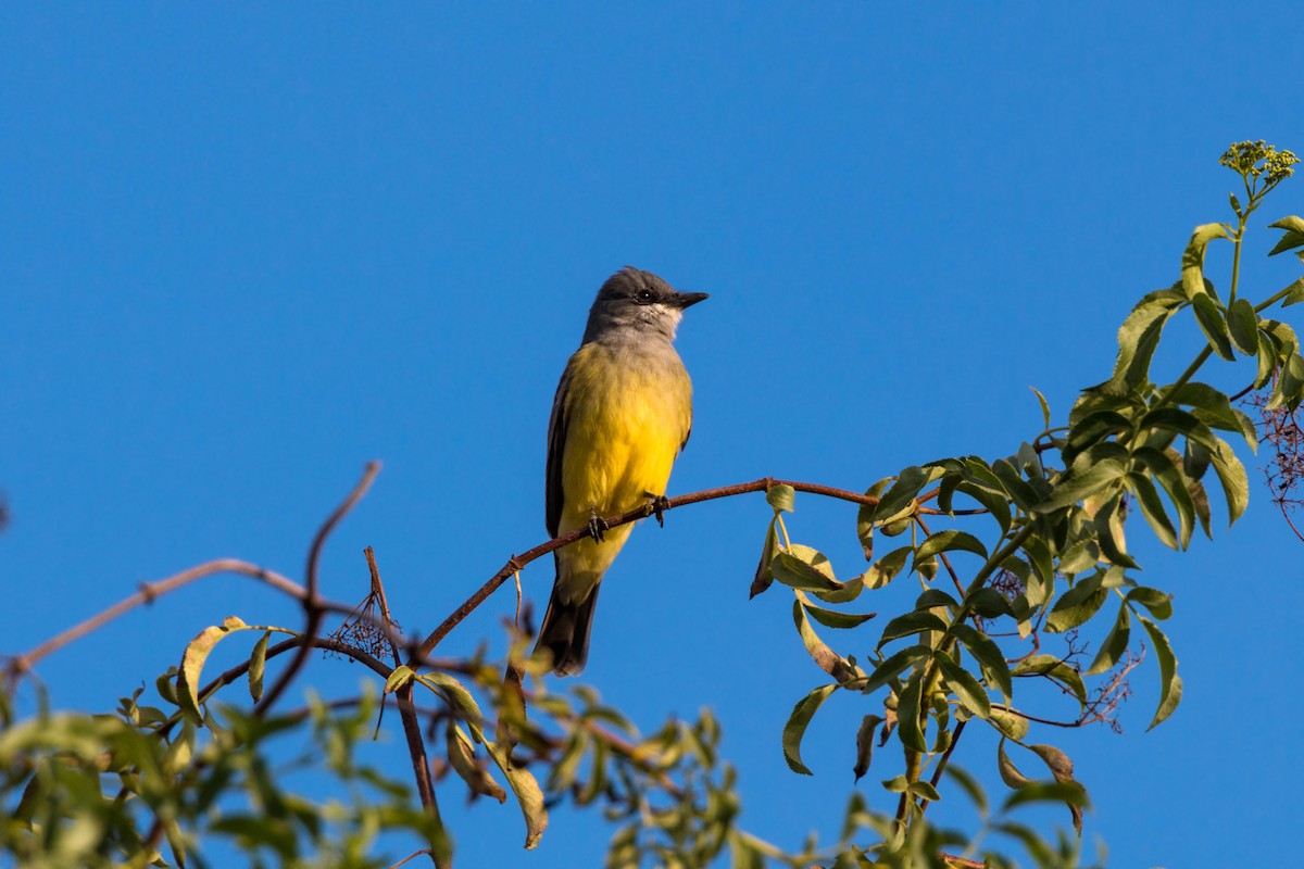 Cassin's Kingbird - ML620496193