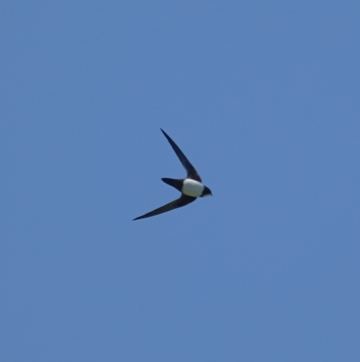 Alpine Swift - ML620496196