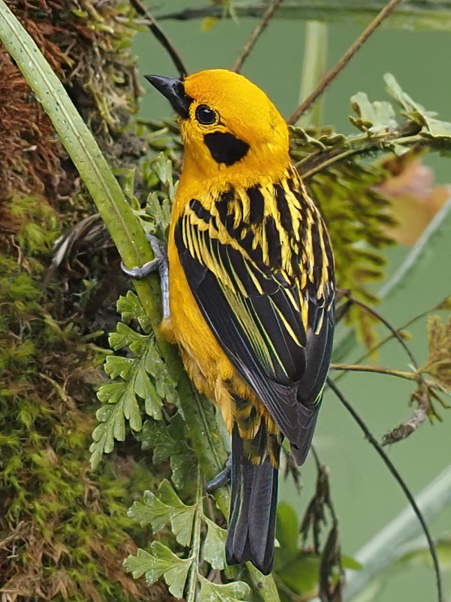 Golden Tanager - Milton Paul