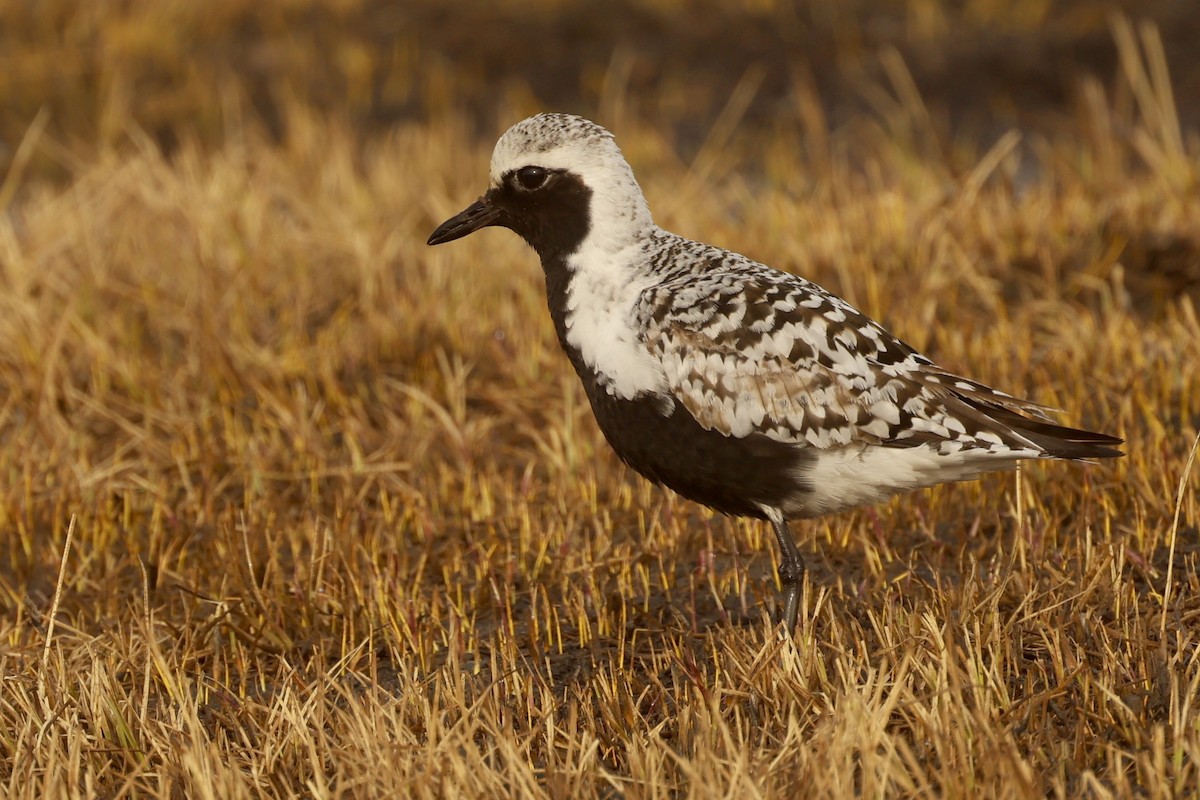 Black-bellied Plover - ML620496200