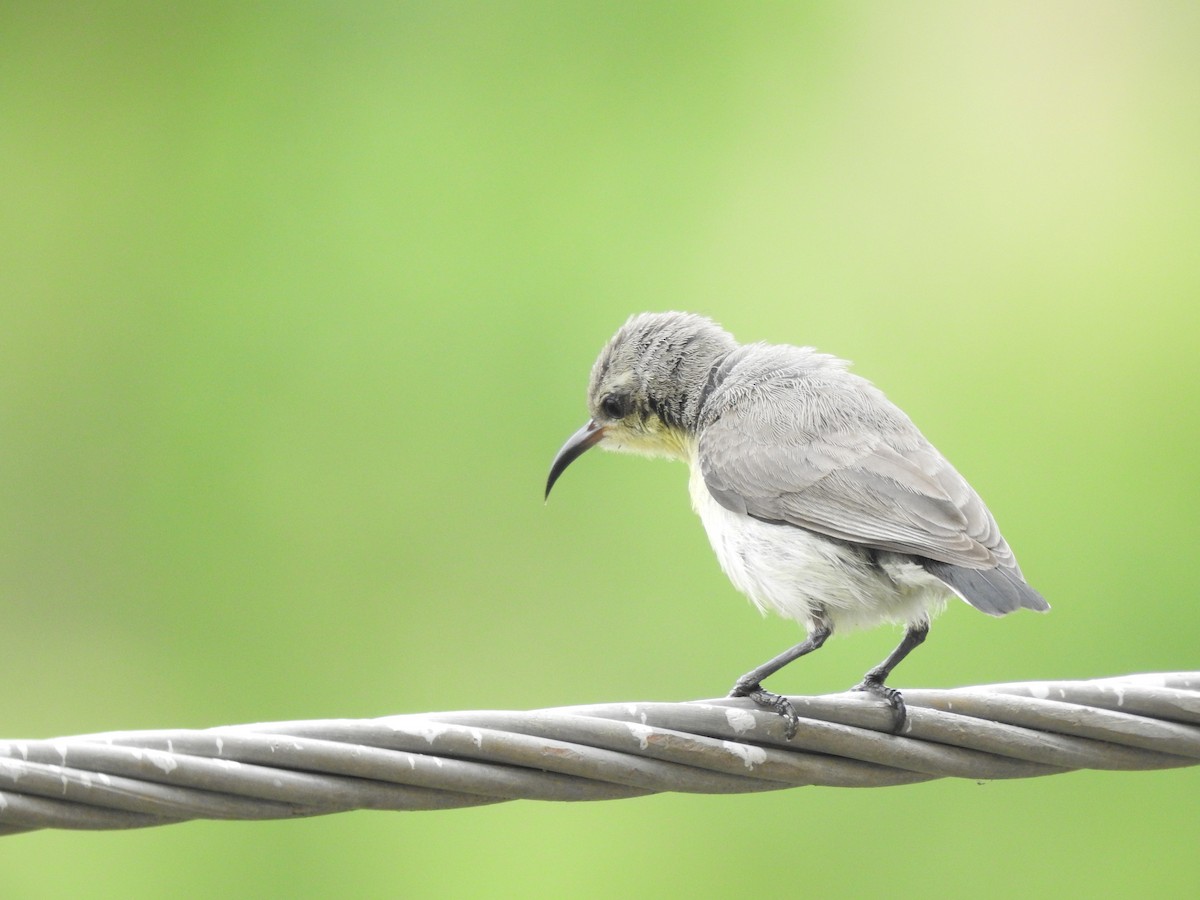 Purple Sunbird - ML620496203