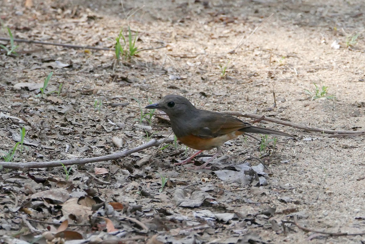 White-rumped Shama - ML620496208