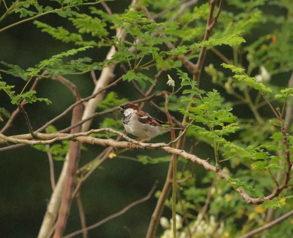 House Sparrow - ML620496209