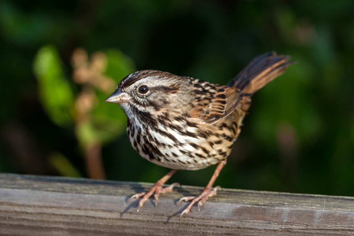 Song Sparrow - ML620496214