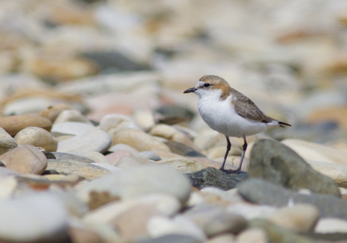 Red-capped Plover - ML620496215