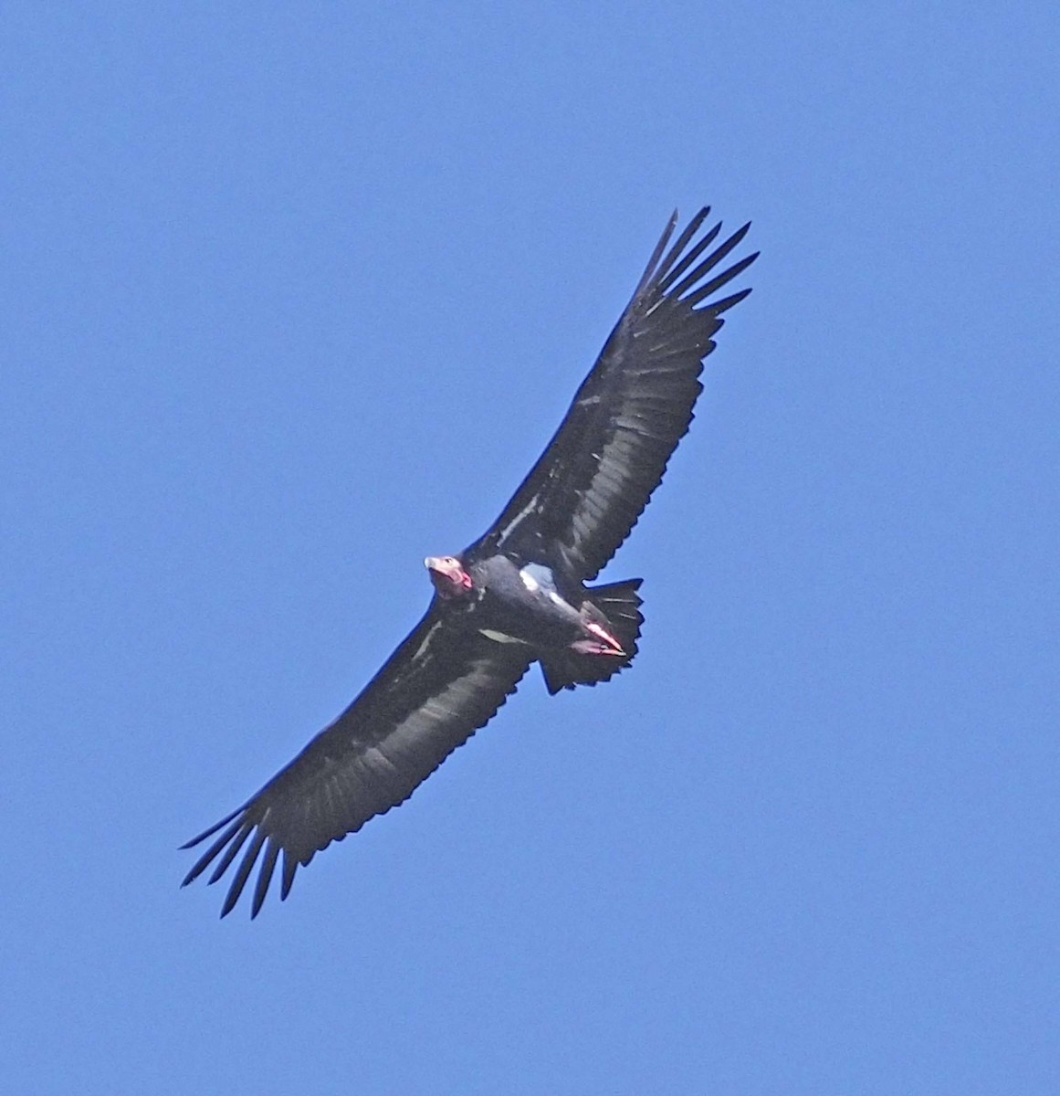 Red-headed Vulture - ML620496217